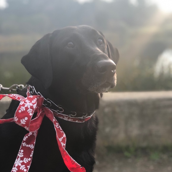 Meet your Posher, Michael - Picture 2 of 2